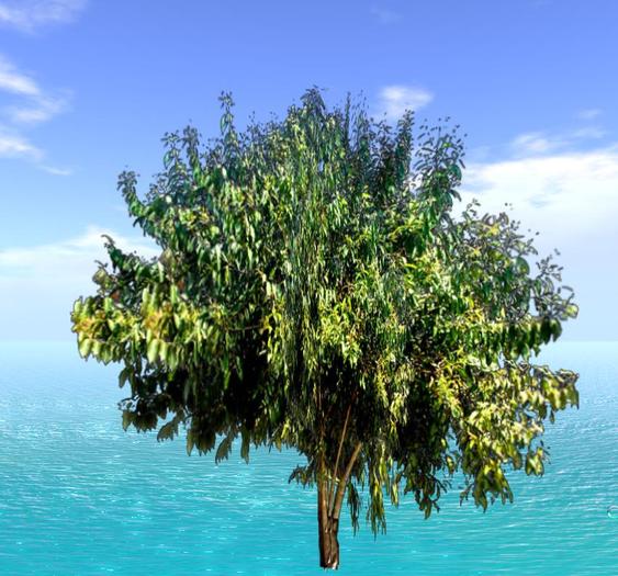 tree 7.V