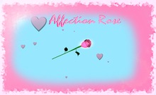 2 Scripted Pink Affection Roses Promo