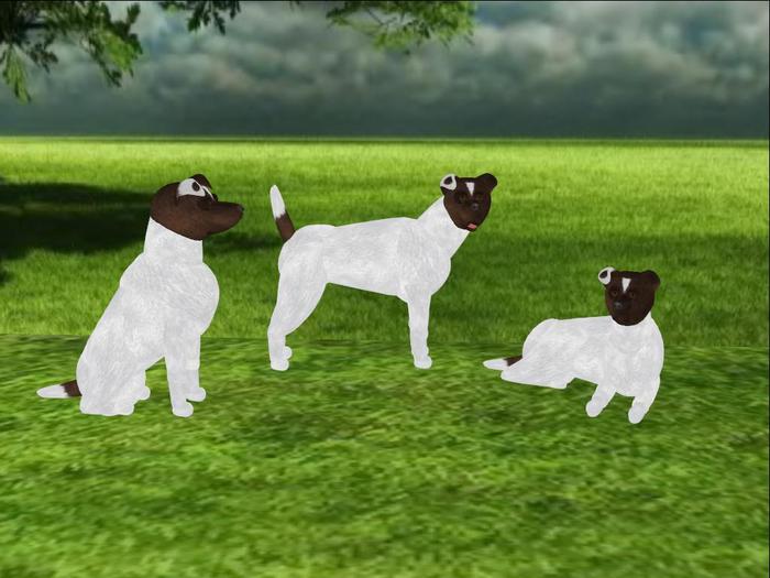 Jack Russell Terrier - Longer Legged Variety Scripted and Animated Dog