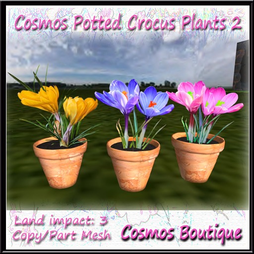 Cosmos Potted Crocus plants 2