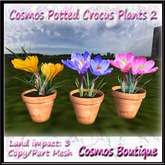 Cosmos Potted Crocus plants 2