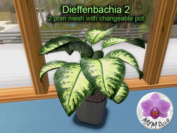 Mesh Plant Dieffenbachia 2