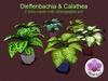 Dieffenbachia