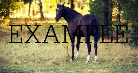 Second Life Marketplace - animal horse - 50 pictures