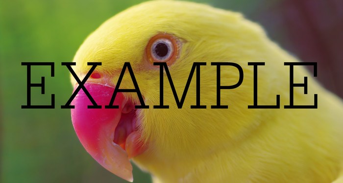 animal bird 50