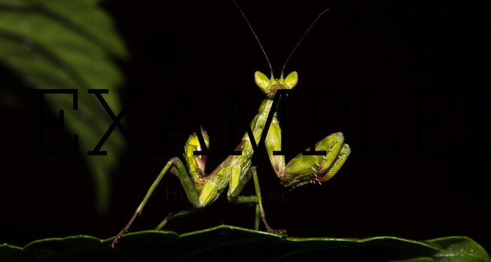 photos of nature