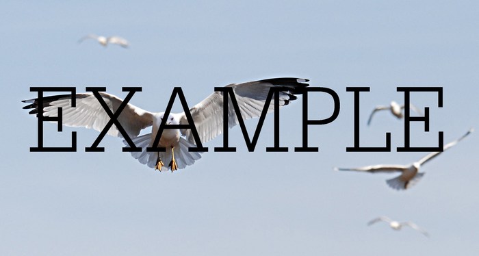 photos of nature