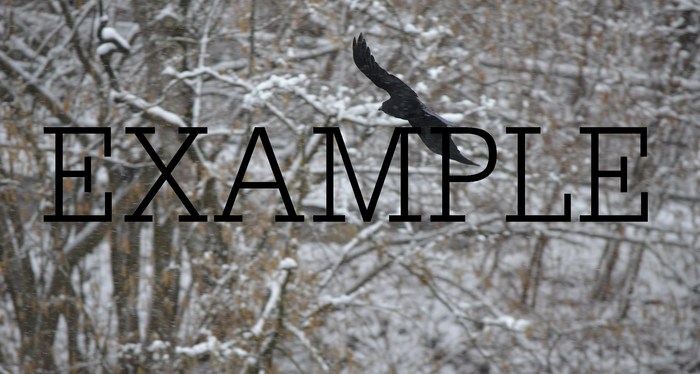 animal bird 33