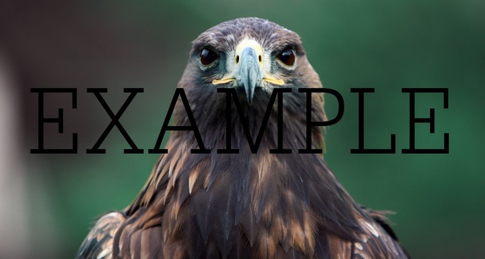 animal bird 8