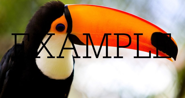 animal bird 13