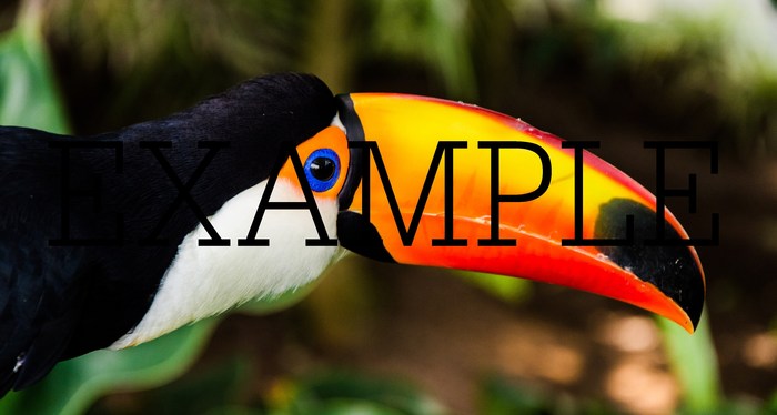 photos of nature
