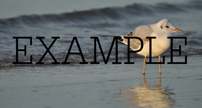 photos of nature