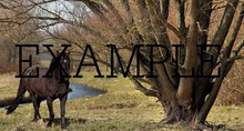 photos of nature