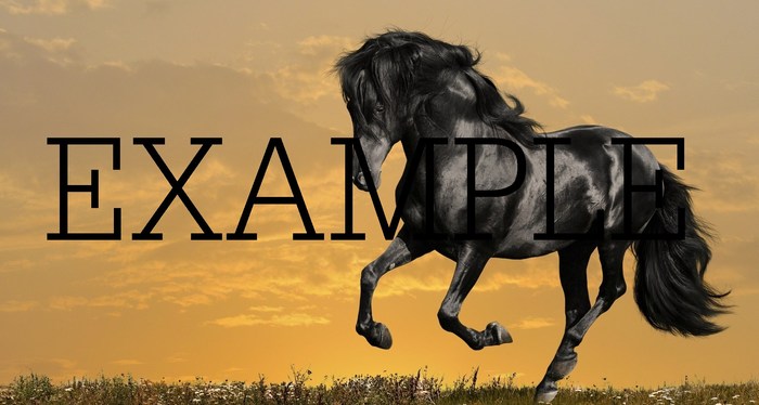 animal horse 6