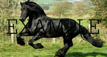 animal horse 7