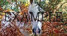 photos of nature