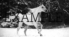animal horse 42