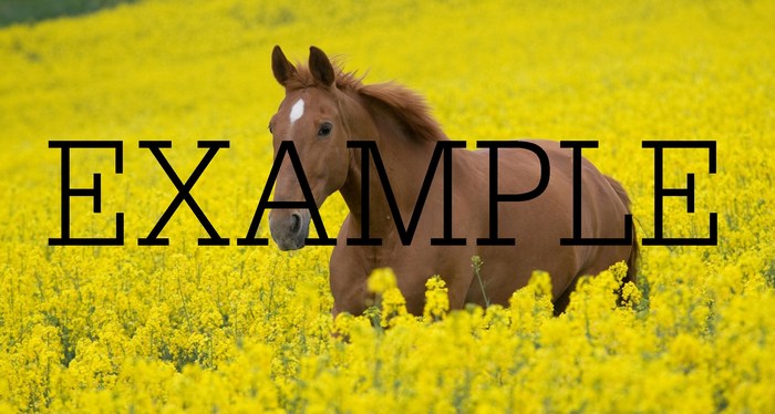 animal horse 19