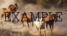 photos of nature