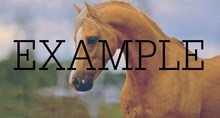 animal horse 18