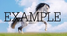 animal horse 44