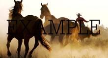 animal horse 34