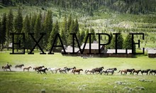 animal horse 10