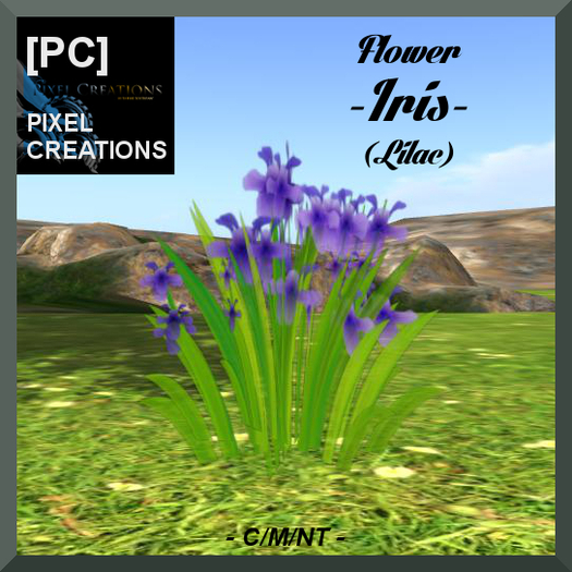 [PC] FLOWER - IRIS LILAC (Boxed)