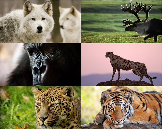 photos of nature