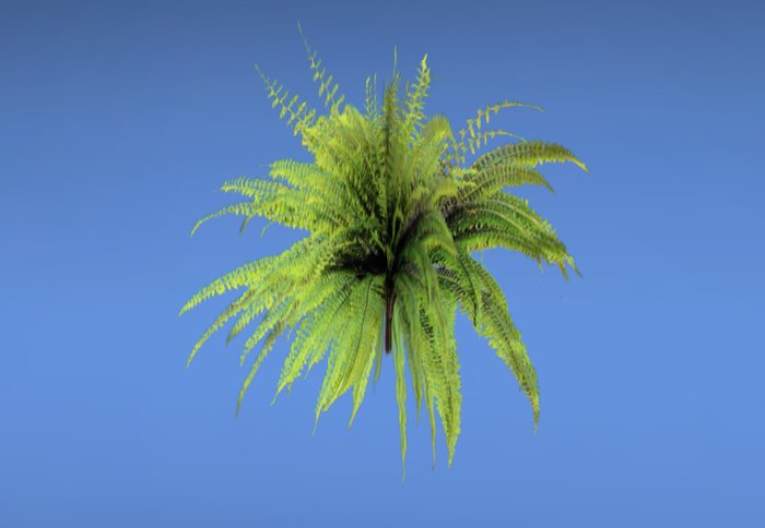 Boston Fern