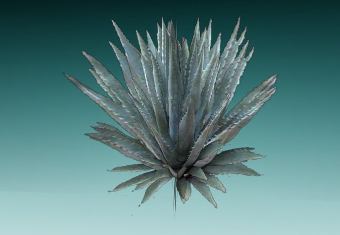 Tequilia Plant