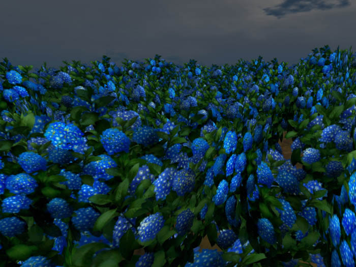Hydrangea F_DarkBlue