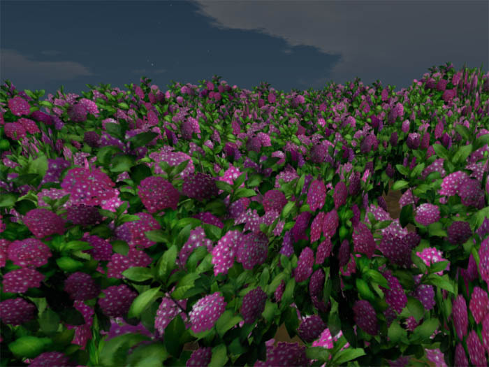 Hydrangea F_Red