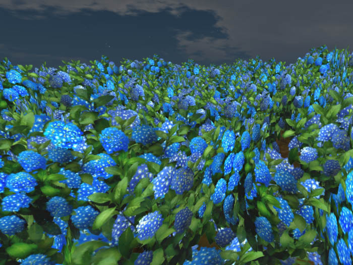 Hydrangea F_blue