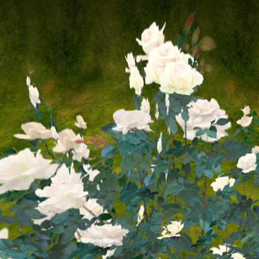 Rose stock for rose field white