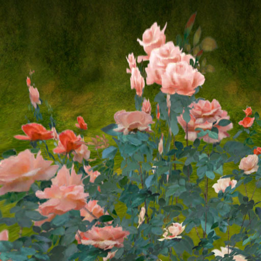 Rose stock for rose field orange