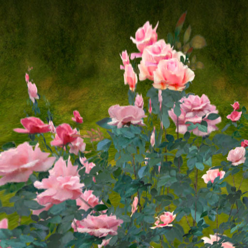Rose stock for rose field pink