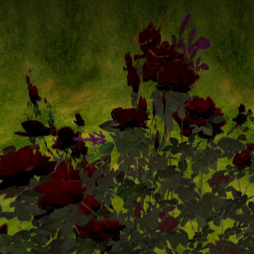 Rose stock for rose field black
