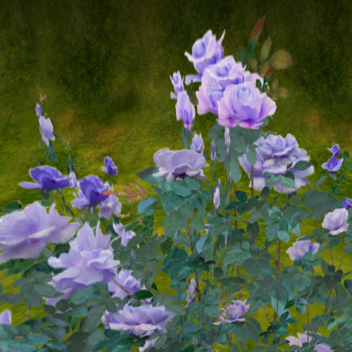 Rose stock for rose field purple