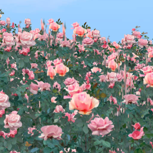 Rose Garden : Rose encompassed me pink 