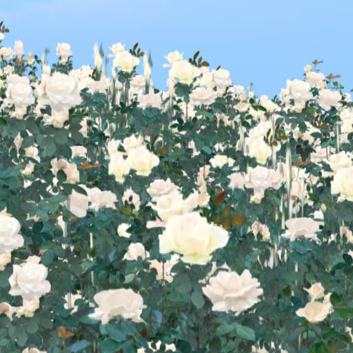 Rose Garden : Rose encompassed me white