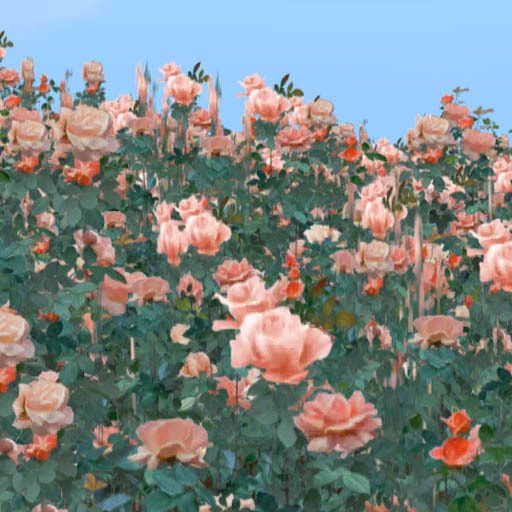 Rose Garden : Rose encompassed me orange