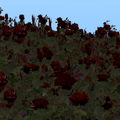 Rose Garden : Rose encompassed me black