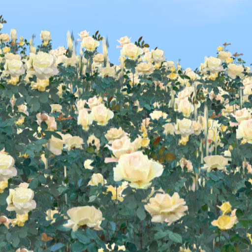 Rose Garden : Rose encompassed me yellow