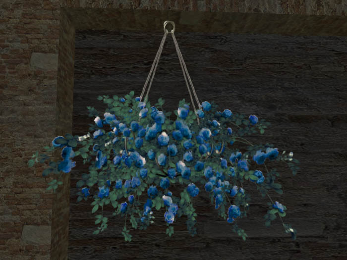 Rose of hanging blue