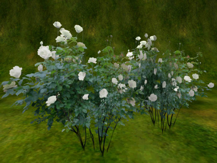 Stock of Rose(1prim) white