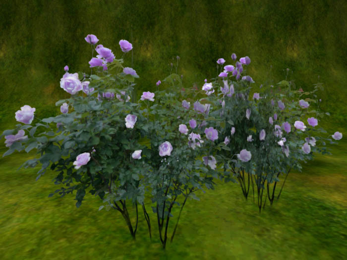 Stock of Rose(1prim) purple