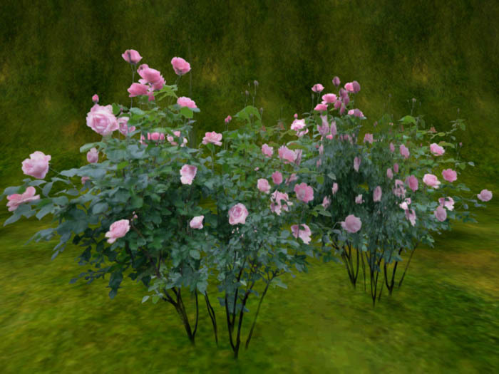 Stock of Rose(1prim) pink