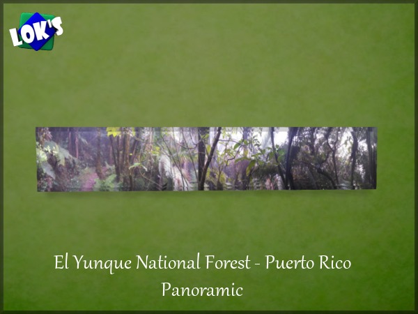 Lok's *El Yunque National Forest* Puerto Rico Collection: Panoramic
