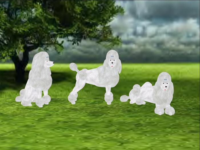 Poodle - Standard White Scripted and Animated Dog